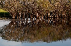 Cooinda Reflection on Yellow Waters 